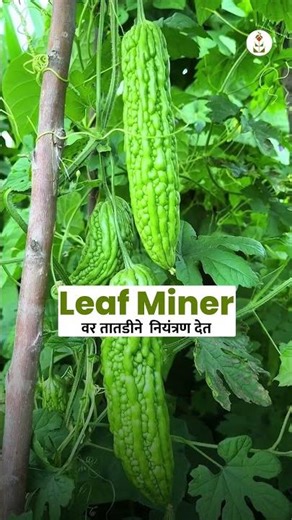 पानांवरील पांढऱ्या रेषा (नागअळी) कशी थांबवावी? 🥒 | Leaf Miner Control