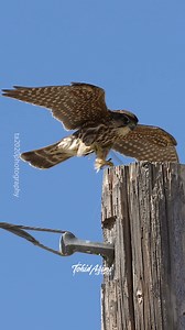 Merlin landing with a Dragonfly #merlin #birdsofprey #reelsvideo #reelsfacebook #wildlifephotography | Tohid Azimi