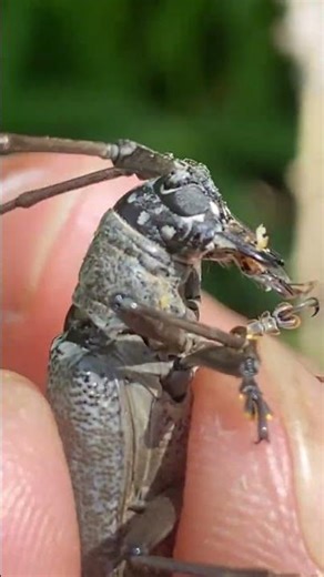 Beetle With a Terrifying Sound!