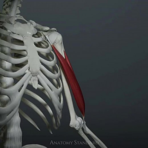 Demonstration of the function of the biceps brachii muscle. #biceps #bicepsflex #elbow #humerus #radiusbone #biomechanics #anatomystandard