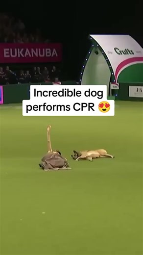Understanding CPR for Dogs