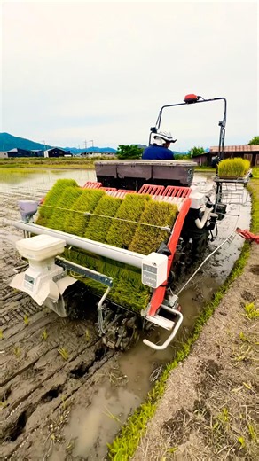 Kubota NW60S GS 田植え機 田植え作業#farming #現代農業 #automobile #kubota#農業 #agriculturelife