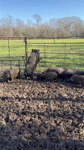 5.5K reactions · 68 shares | We were able to trap this group down in the bottom this weekend. They were hard to get to having to go through the mud and the water but this group made it worth it! We believe this may be the biggest sow we have ever caught! | East Texas Hog Control | Facebook