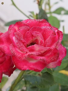 20K views · 10K reactions | Have a nice day. | Roses | Facebook