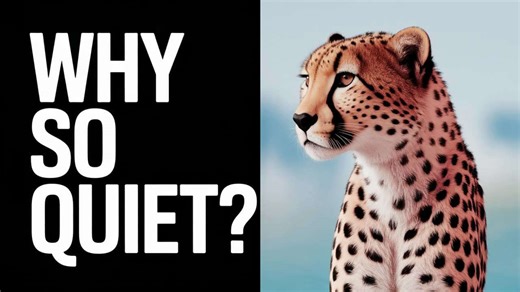 Why Cheetahs Chirp, Not Roar