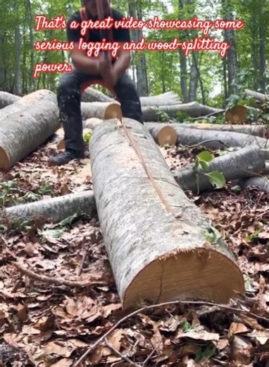 Logging in the Forest. Traditional wood cutting. #asmr #satisfying