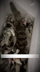 1.3K views · 186 reactions | Unbelievable: Man Tames Aggressive Crocodile – You Won’t Believe What Happens Next! | Petsux | Facebook