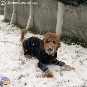 114K views · 1.4K reactions | Watching dogs playing in the snow will never get old ❄️ | BuzzFeed | Facebook
