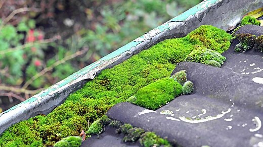 Moos auf dem Dach entfernen: Hausmittel helfen effektiv gegen Grünbelag