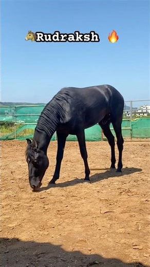 ￼ Rudraksh baby horse full fire 🔥 #horse #sansansehorhorse #horseriding #love #equestrianjourney