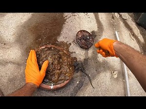 Blocked Drain 477