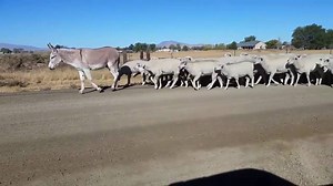 A Self-Assured Donkey Leads a Willing Herd of Sheep Down a Dusty Road in Winnemucca, Nevada