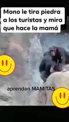 Chimpanzees Playfully Interact in Outdoor Setting