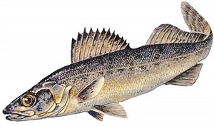 No tuna DNA found in Subway tuna subs, according to the New York Times