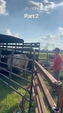 Trailer loading BULLS part 2. #cows #cow #cowboys