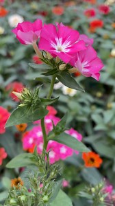 Phlox drummondii Flower in the Garden🌼🌼#phloxflowers #phloxdrummondii #flowers #flowerlovers | Jhumpa-ঝুম্পা