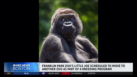 Little Joe the gorilla set to leave Franklin Park Zoo in a few months