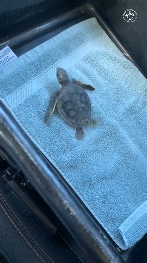76K views · 3.7K reactions | At just 56 grams, this tiny Atlantic green sea turtle made a big journey! Rescued, treated, and cleaned up by our team, this post-hatchling was quickly ready to head back to the wild where it belongs. ✨ If you find a sea turtle in need, please call our 24/7 emergency line: 956.243.4361 | Sea Turtle, Inc | Facebook