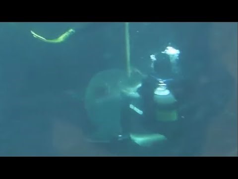 Sand Tiger Sharks Attacks Diver In Aquarium DISCUSSION
