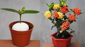 800K views · 35K reactions | Tips To Increase Peony Roots Effectively | Diy Garden World | Facebook