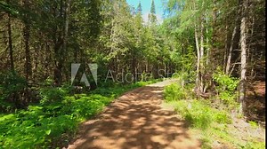 Scenic back view driving plate of dirt road during sunny summer exploration adventure. Driving down mountain muddy off road in western Canada. North America in the country side travel. POV.