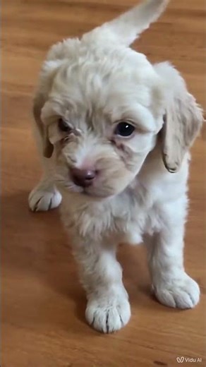 french poodle mini bonito