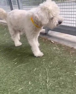 71 reactions · 29 shares | Los Angeles, CA ~ Animal ID #A2054440...