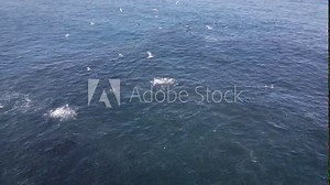 Sardine in bait ball trying to escape various predators; aerial view