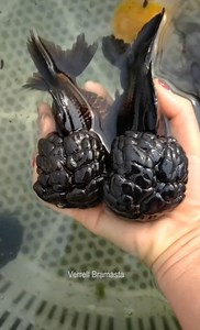 526K views · 3.6K reactions | Most Beautiful Fishes From Around The World That You Never See | Zetske van Pletzen | Facebook