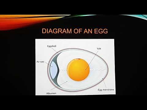 SCIENCE (CLASS - 4) - STRUCTURE OF AN EGG