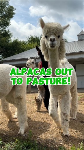 3K views · 263 reactions | 蓮 Adventure time! These boys had an exciting day exploring the pasture! From hopping around to meeting new friends, every moment was filled with joy ➡️Make sure you’re following us for more farm content! Every single like, share, and comment helps the farm and all the animals. #eagleeyefarm #alpacas #farmlife #farmtours #agritourism #riverfallswi #kidsactivities #familyactivties #animallovers #cuteanimals #agriculture #pasture | Eagle Eye Farm | Facebook