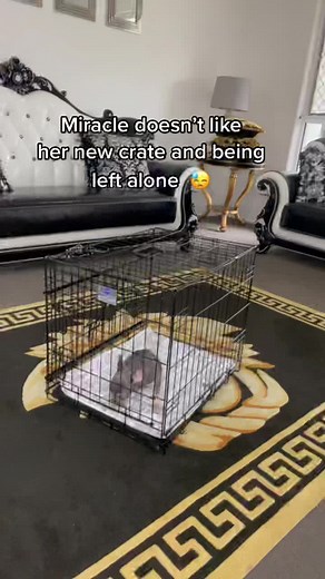 Miracles French Bulldogs Aus on TikTok