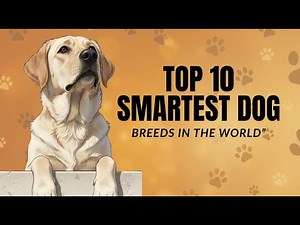 Top 10 Smartest Dog Breeds in the World (Ranked by Intelligence)