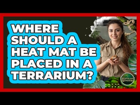 Where Should A Heat Mat Be Placed In A Terrarium?