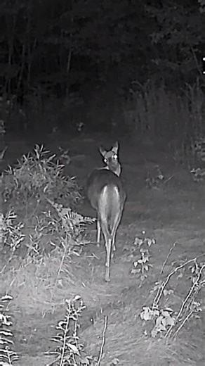 Doe Scratches an Itch | Hidden Field