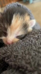 Cute Kitten Meowing 😻🐱 #kitten #meow #kittenlove #cutekitten #meowing #recomendation | Baby Cat