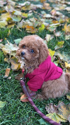 He’ll understand once he sees how cute we look doing nothing 💅🐾 #cavapoo_daily #cavapoo #puppie #puppylife🐾 #puppies #cavapoos | Veronika Barabášová
