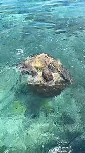 4.7M views · 10K reactions | When you just want cuddles. 凉Spring is...