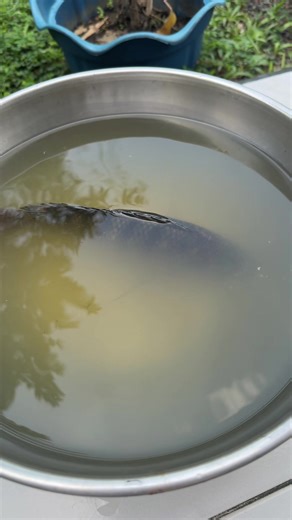 Tilapia as a pet????!