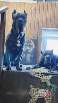 Real Protector Dogs on Duty 🐾 | Loyal Guardian Breed Showing True Protective Instinct | Pets@Lovers