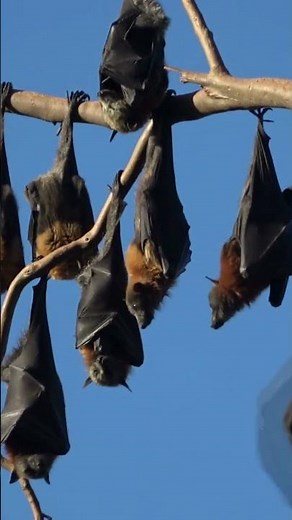 Tiere, die dein Hirn grillen I Fledermaus I Animals #facts #animals #nature #tiere #fledermaus