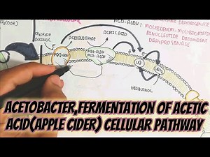 Acetic Acid Synthesis From Alcohol Fermentation Through Acetobacter ‪@umerfarooqbiology7083‬