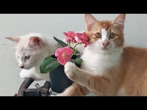 Time Machine Cats !!!! Longest Daily Cat's Story