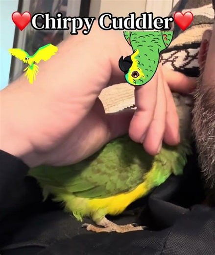 Chacha chirpy cuddler #birds #talkingparot #parrot #greenchicken #senegalparrot #cute #parrots