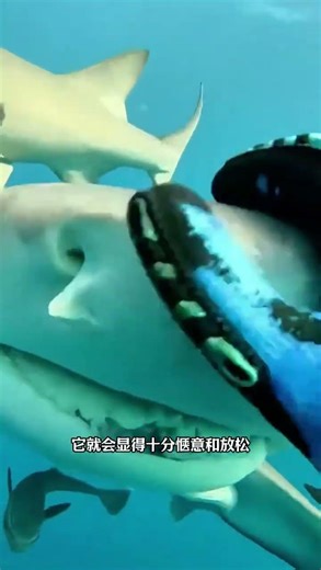 There's a reason why lemon sharks are called "sea puppies." #AnimalScience #AnimalExplanation #Le...