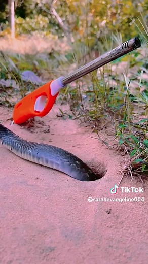 Effective DIY Snake Trap Solutions for Home Use