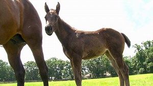 201K views · 1.2K reactions | This video was created to share with those in favor of a toll-road being built between Tampa and Jacksonville, through Ocala's Horse Country. The FDOT recently wrote a letter to Mayor Guinn explaining the route through Ocala's farmland was postponed, but many have asked for it to be cancelled. | Ocala Bred - All Things Equestrian | Facebook