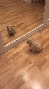 24K views · 449 reactions | Seeing himself in the mirror for the first time. https://imgur.com/gallery/Ax71lza | Imgur | Facebook