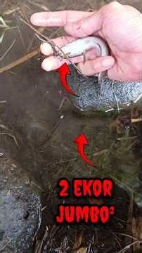 CHANNA JUMBO RAKSASA GEDE BESAR - IKAN CHANNA #shorts #channa #limbata #viral