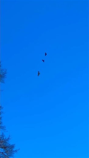 Hawk Mobbed By Group of Crows Pt 2 #shorts #birds #bird #animals #wildlife #nature #usa